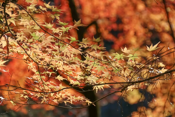 視界を埋め尽くす紅葉。