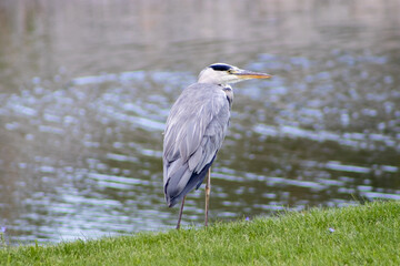 great blue heron
