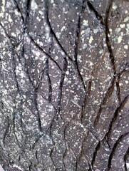 Natural Texture Pattern of Tree Bark