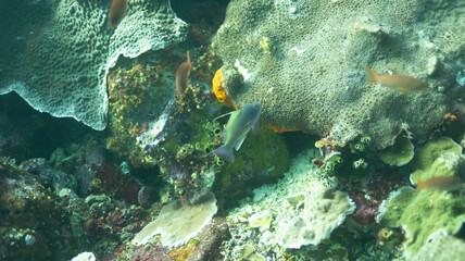 scuba seeing 27
