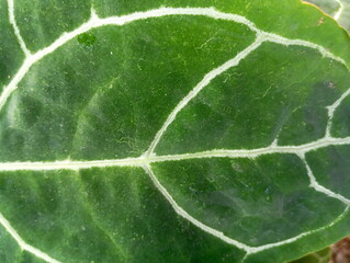 Close-Up of Anthurium Crystallinum Leaves with Unique Veins