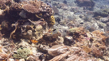white dark sea 27