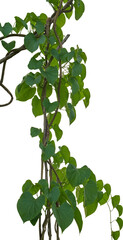 Vine plant, Branch creeper leaf green, Liana tropical nature transparent background
