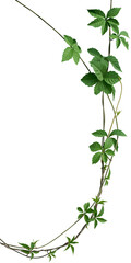 Vine plant, Branch creeper leaf green, Liana tropical nature transparent background
