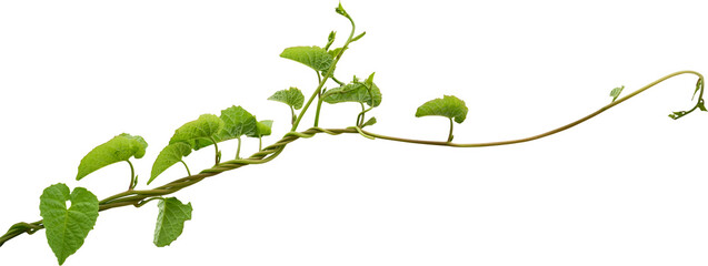 Vine plant, Branch creeper leaf green, Liana tropical nature transparent background