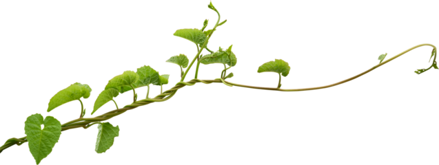 Vine plant, Branch creeper leaf green, Liana tropical nature transparent background
