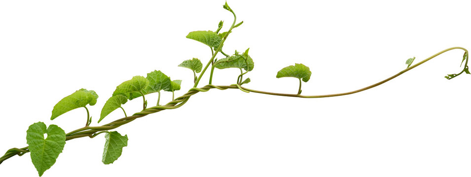 Vine plant, Branch creeper leaf green, Liana tropical nature transparent background
