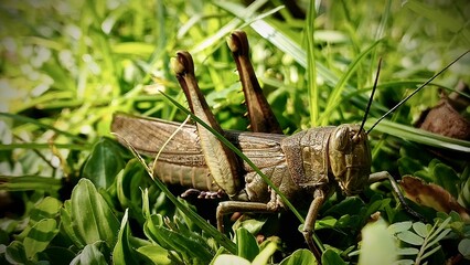 Obraz premium Macro photo of grasshopper on green grass