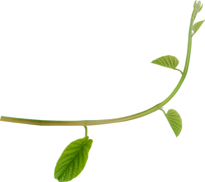 Vine plant, Branch creeper leaf green, Liana tropical nature transparent background