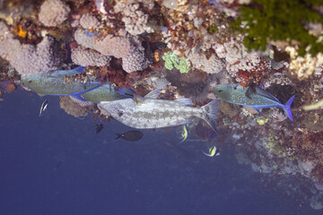 grand blue 82