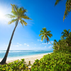 Fototapeta premium beach with palm trees