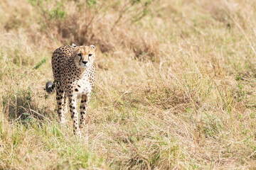 Cheetah walking in the grass in Kenya
