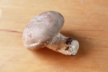 椎茸のイメージ