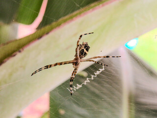A close-up image of a silver spider resting on a vibrant green leaf. The delicate features of the spider stand out against the blurred background, highlighting its unique coloration.