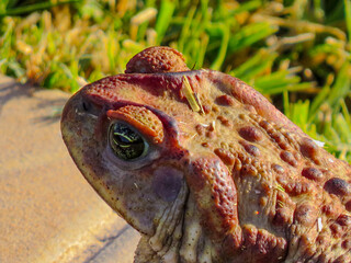 A close-up shot of a Cururu toad resting on the ground in a natural habitat. The toad's textured...
