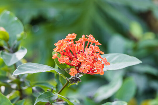 Ixora with orange petals found in a botanical garden. lxora chinensis, Ixora, West Indian jasmine