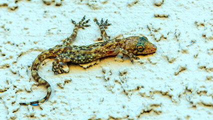 Arizona common house gecko hanging with its claws to a stucco wall and preying on small insects in the morning light