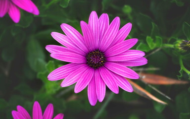 Close-up of a chrysanthemum with twenty purple petals