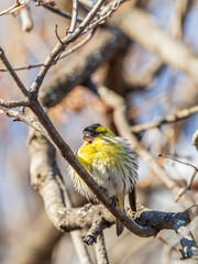 Eurasian siskin male, latin name spinus spinus, sitting on branch of tree. Cute little yellow songbird.