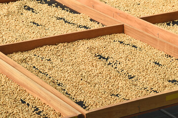 Close up of coffee beans drying in the sun           