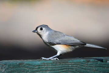 tufted titmouse