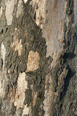 Rough grey gray tree bark abstract textured background
