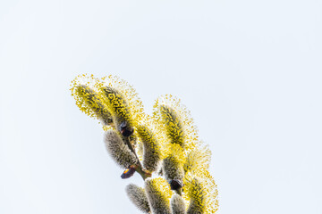 Naklejka premium Nature awakes in spring. Blooming willow twigs and furry willow-catkins, so called seals or cats. Holly willow, Salix caprea