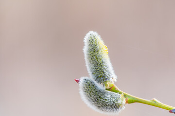 Nature awakes in spring. Blooming willow twigs and furry willow-catkins, so called seals or cats. Holly willow, Salix caprea