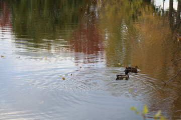 ducks on the lake