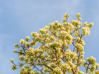 Apple tree branches with white flowers on a background of blue clear sky.