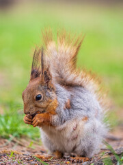 Squirrel eats a nut while sitting in green grass. Eurasian red squirrel, Sciurus vulgaris