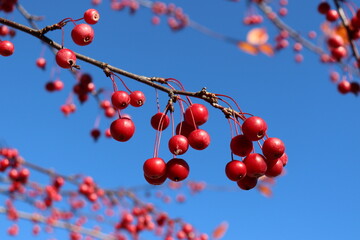 Red berries in a tree in autumn and with a blue sky. Autumn background with vegetation. Plant in the fall season. Image of berries for wish card or calendar.