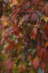 Beautiful Virginia creeper (Parthenocissus quinquefolia) red foliage with blue berries during fall in Elora, Ontario, Canada