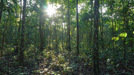 Obraz premium Sunlight Filters Through Lush Green Canopy In Dense Tropical Forest, Highlighting Rich Vegetation And Creating An Ethereal Atmosphere For Nature Lovers And Adventurers