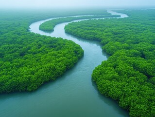 Aerial view of a river flowing through a lush mangrove forest. A perfect photo for illustrating the importance of protecting natural ecosystems.