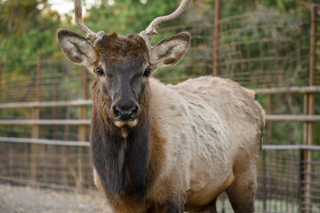 elk with antlers in fence
