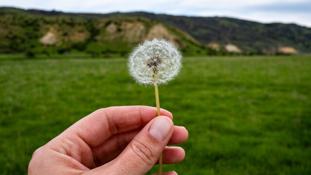 Woman hand holding white dandelion flower puff ball in grass details close up - Powered by Adobe