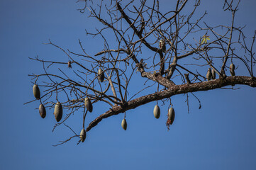 Ceiba fruits with opened pods revealing soft, fluffy fibers. The texture of the fibers contrasts with the rough shell, captured against a natural outdoor background.