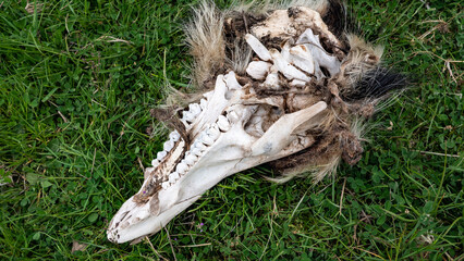 Animal skull lying in grass old bleached by sun teeth death