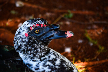 A wild forest duck, Cairina moschata, standing near a lush, green forest pond. The bird’s distinctive markings are in focus, with a blurred natural background.