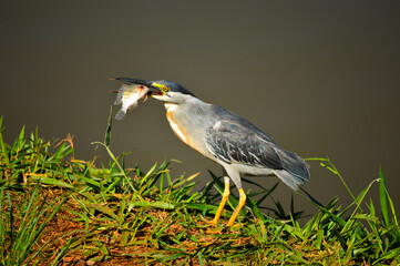A green-backed heron (Butorides striata) skillfully fishing near a serene water body. The sharp focus highlights the bird's vibrant plumage against a softly blurred natural background.