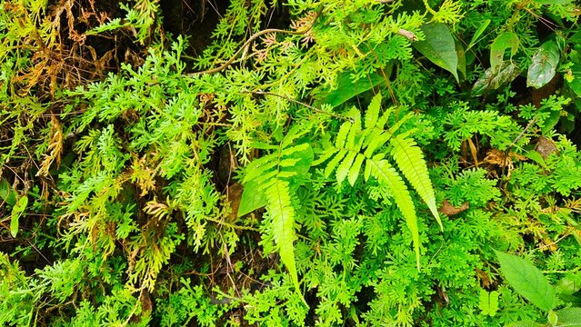 Moss and tropical fern on waterfall stone background in rain forest.