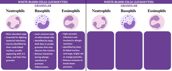 white blood cells wbc leukocytes science education infographic diagram chat Poster monocyte, Neutrophil, Lymphocyte, Basophil, eosinophil