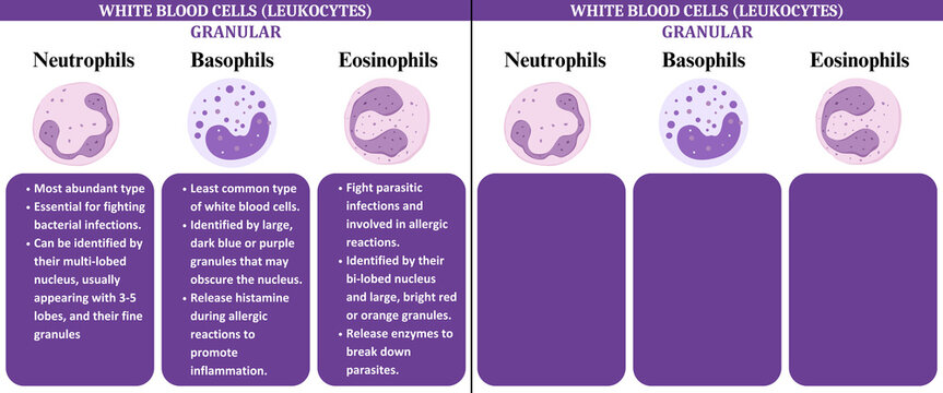white blood cells wbc leukocytes science education infographic diagram chat Poster monocyte, Neutrophil, Lymphocyte, Basophil, eosinophil