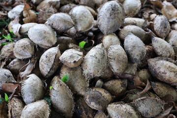 Detailed close-up of various tree seeds with fibrous textures, scattered among dry leaves on a forest floor. Ideal for nature, botanical studies, and educational content.