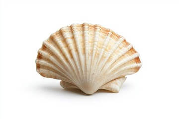 A scallop isolate on white background, showcasing its unique shell and intricate details.