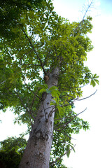 Tall Tree with Green Leaves Reaching Towards the Sky