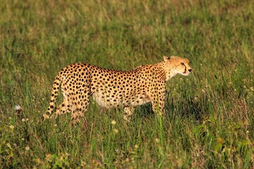 Kenya safari wildlife