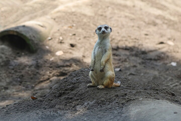 Fototapeta premium meerkat ( Suricata suricatta ) standing