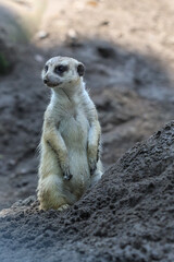 meerkat ( Suricata suricatta ) standing